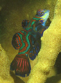   Mandarin Fish  